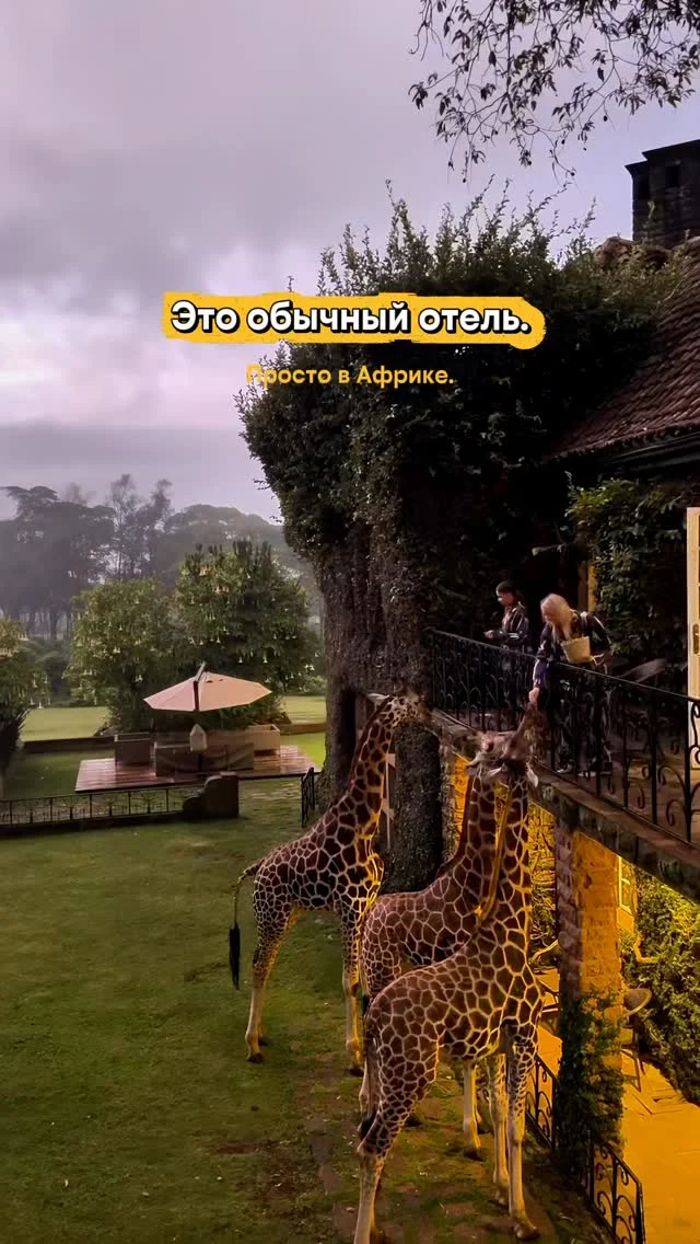 Да, это обычный отель. 
Просто жирафы здесь приходят к тебе на завтрак. 🦒 

📍 Giraffe Manor, Кения 

И самое странное - многие думают, что такой отдых стоит “космических” денег.

Хотя чаще всего проблема не в бюджете, 
а в том, сколько ты переплачиваешь за бронирование на привычных ресурсах. 🙉

–30–60% скидка на отели →  реальность таких поездок 🧳 

👉 переходи по ссылке в профиле