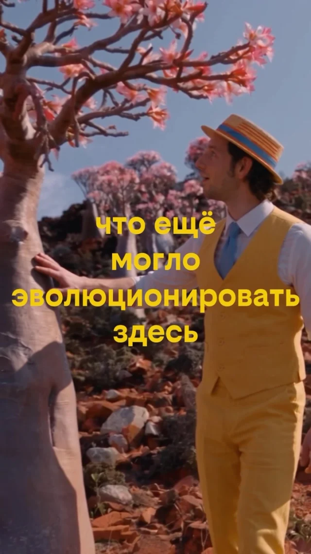 Иногда кажется, что для инопланетного пейзажа не нужно лететь на другую планету. 🌍👽

Достаточно оказаться на Сокотре.

Миллионы лет изоляции превратили этот остров в настоящий эксперимент природы: уникальные растения, необычные животные, драконовы деревья и пейзажи, которые сложно поверить, что существуют на Земле.

И самое интересное — мы до сих пор можем только представить, какие ещё секреты хранит этот остров. 🌵🐉

📍 Сокотра, Йемен

Сохраняйте, если когда-нибудь захочется увидеть место, которое выглядит так, будто его придумали для другой планеты.